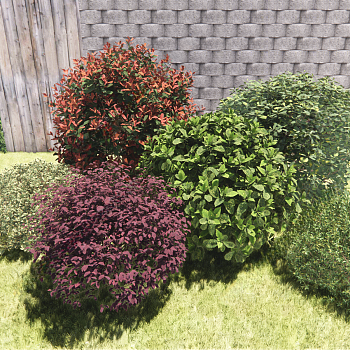 现代灌木 金边黄杨 红花继木 海桐 石楠 雀舌黄杨 灌木球 景观小景